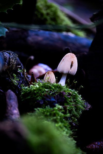 Pilz im Herbst von Ellen Seip