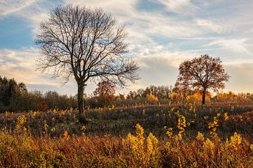 Herfst in Nijswiller van Rob Boon