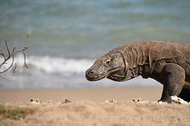 Varane de Komodo sur la plage de Komodo sur Erik Buitenhuis