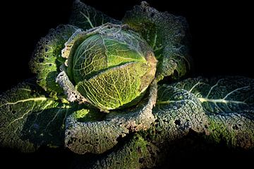 Green savoy cabbage against a dark background by Ulrike Leone