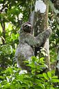 Climbing Sloth Portrait Photo, Nature Print by Martijn Schrijver thumbnail