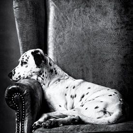 A dog's life von Vivian Fotografie
