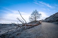 Un matin froid sur la Posbank par Michael Fousert Aperçu