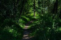 grüner Weg
