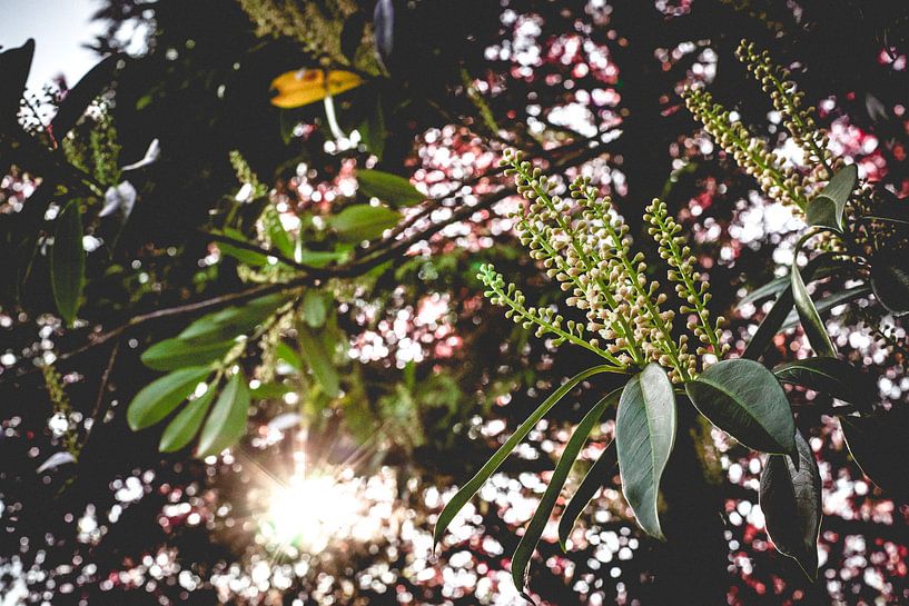 Zonneschijn tussen de bladeren van Fotografiecor .nl