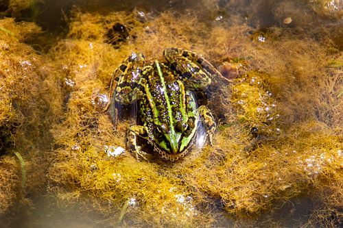 Groene kikker, kijkend naar de camera vanuit het water.