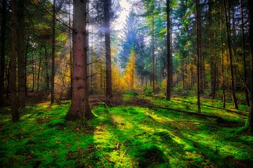 Naturbild eines Waldes im Herbst von eric van der eijk