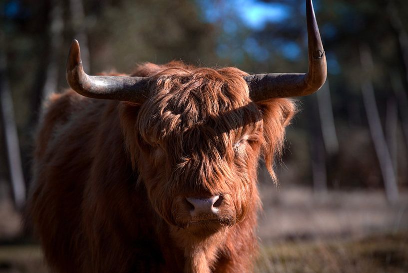Scottish Highlander by mrije