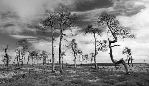 High Fens