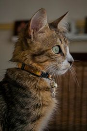 kat lucky von Ivana Luijten