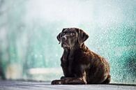 Labrador retriever dog with blue background by Lotte van Alderen thumbnail