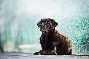 Labrador Retriever Hund mit blauem Hintergrund von Lotte van Alderen