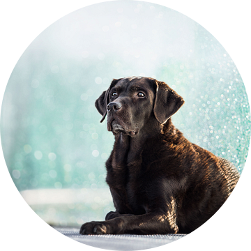 Labrador retriever hond met blauwe achtergrond van Lotte van Alderen