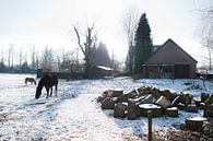 Horses in snowy meadow von Tommy Köhlbrugge Miniaturansicht