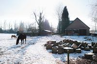 Horses in snowy meadow