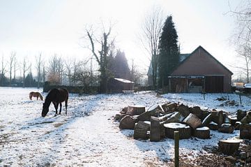 Horses in snowy meadow van Tommy Köhlbrugge