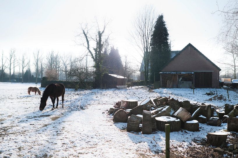 Horses in snowy meadow von Tommy Köhlbrugge