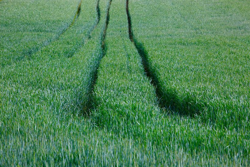 Field by Thomas Jäger