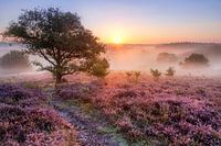 Hei en mist