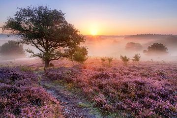 Heide und Nebel von Dennisart Fotografie