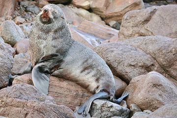 Wilde zeehond op Sandfly Bay van Nicolette Suijkerbuijk