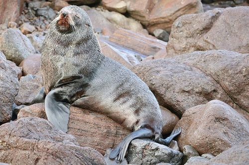 Zeehond Nieuw-Zeeland