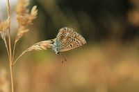Icarus blue