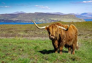 Schottischer Highlander