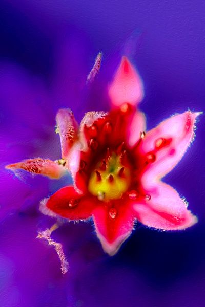 Verträumtes Foto einer Blume von Lucas De Beleyr