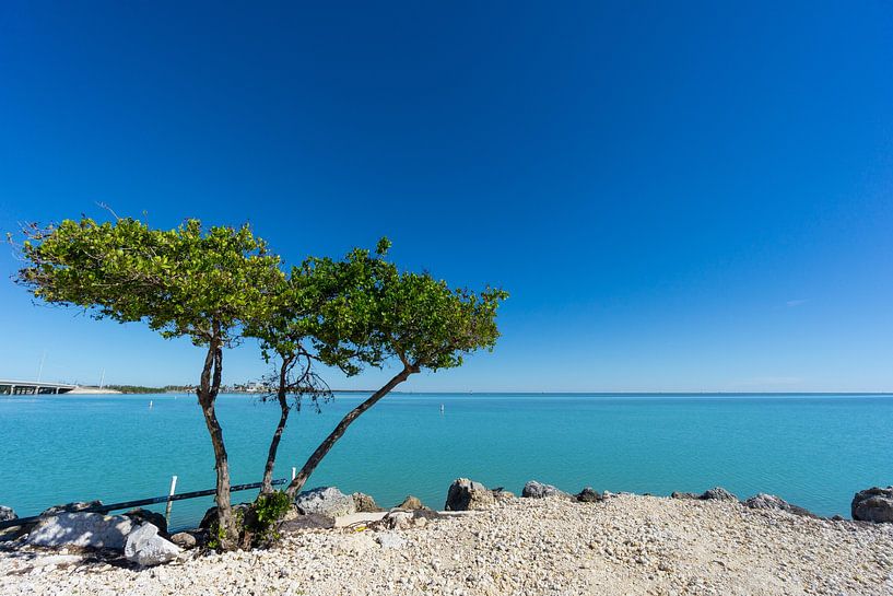 USA, Floride, Eau cristalline turquoise des clés de Floride derrière un arbre vert par adventure-photos