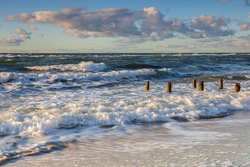 Wilde Oostzee van Daniela Beyer