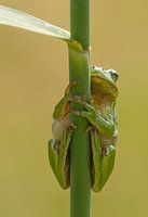 Grenouille arboricole sur tige de roseau en vert
