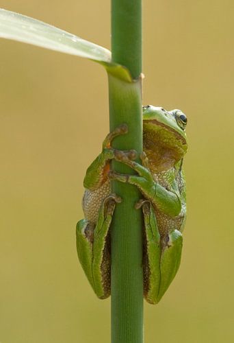 Boomkikker op rietstengel in het groen