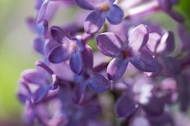 Nahaufnahme der schönen lila gefärbten, duftenden Frühlingsblumen und Blütenknospen des Flieders von Henk Vrieselaar