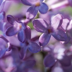 Gros plan de belles fleurs printanières parfumées de couleur violette et de boutons floraux du lilas sur Henk Vrieselaar