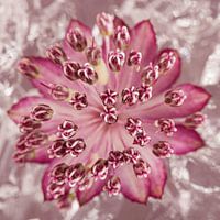 Square with a Zeeland knot (Astrantia Major) with a blended background