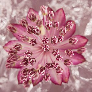 Quadrat mit einem Zeeland-Knoten (Astrantia Major) mit gemischtem Hintergrund