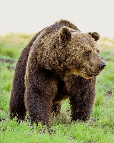 Europese bruine beer in de Finse wildernis