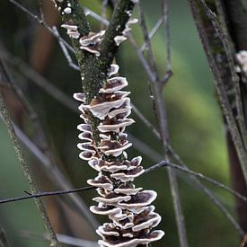 A branch covered in mushrooms (fairy banks) by whmpictures .com