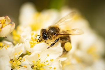 Fleißige Biene von Stephan Krabbendam