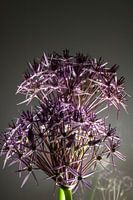 flower art