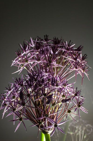 Blumenkunst von Hilda van den Burgt