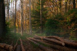 Des troncs d'arbres le long du sentier sur Made by Martin