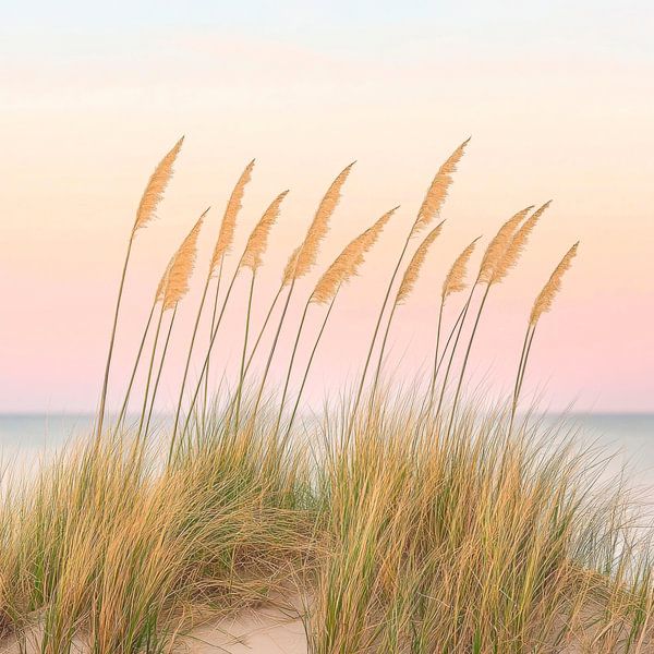 Sand dune in soft light by Poster Art Shop