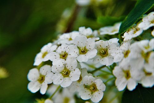 Bouquet naturel