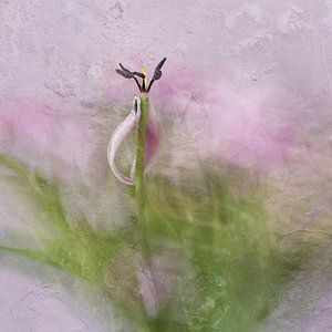 Tulpe 2 - Wabi-Sabi