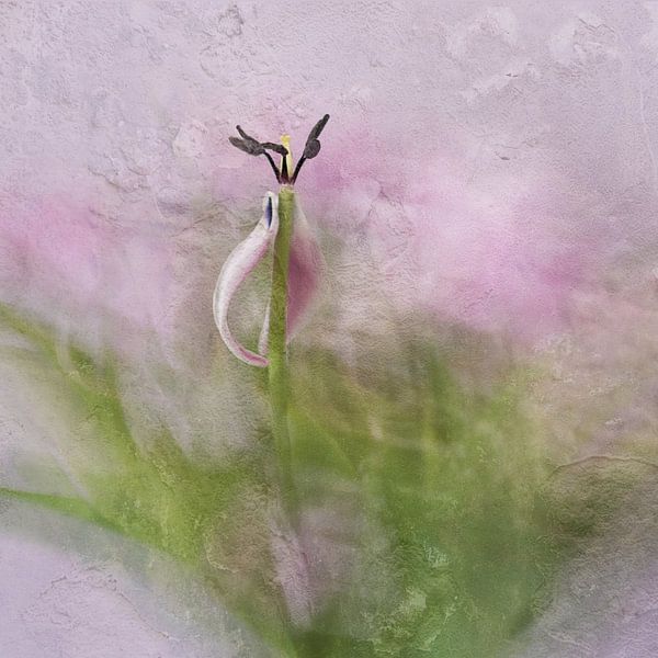 Tulip 2 - Wabi-Sabi by Sonja Tessen
