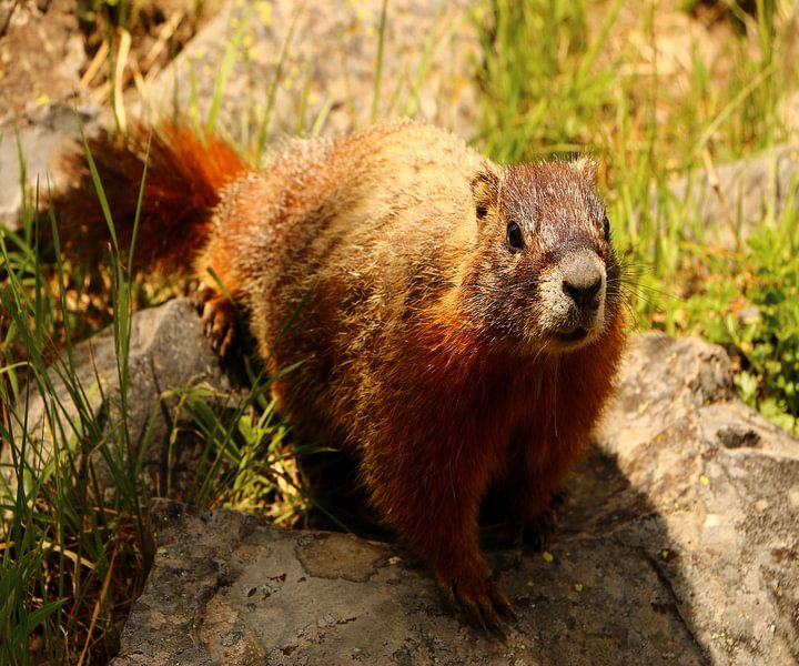 Curious marmot by Christiane Schulze