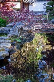 Japanse esdoorn reflectie in het water van Marco Theunissen