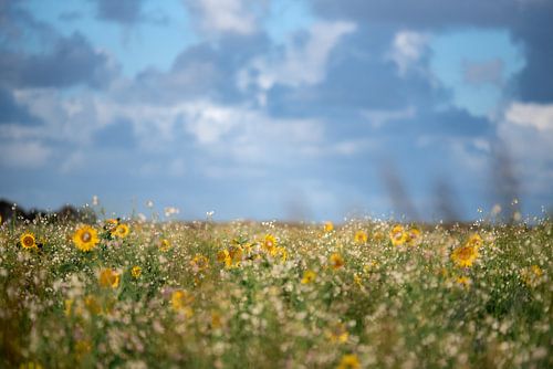 Zonnebloemen
